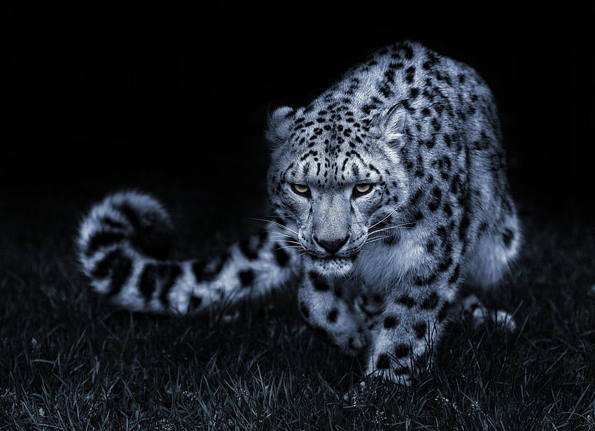 Leopardi delle nevi, simpatico leopardo delle nevi Sfondo HD