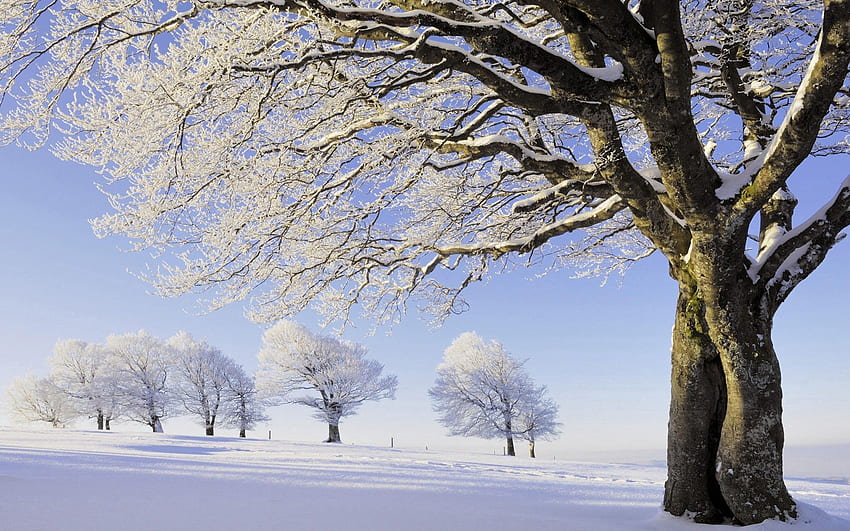 Natur, Bäume, Schnee, Geäst, Ast, Feld, Rauhreif, Frost, Reihe HD-Hintergrundbild
