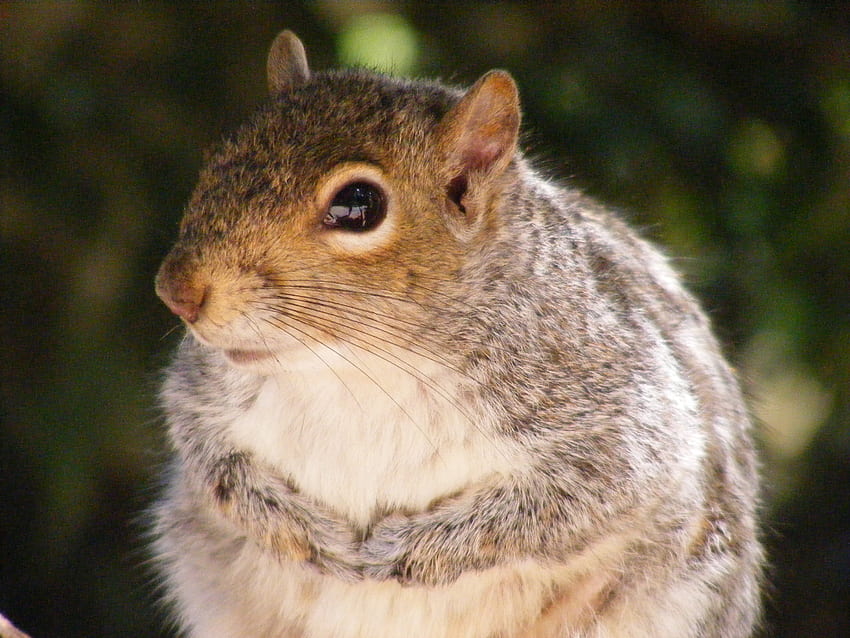 Nettes Eichhörnchen, Natur, Tiere, Eichhörnchen HD-Hintergrundbild