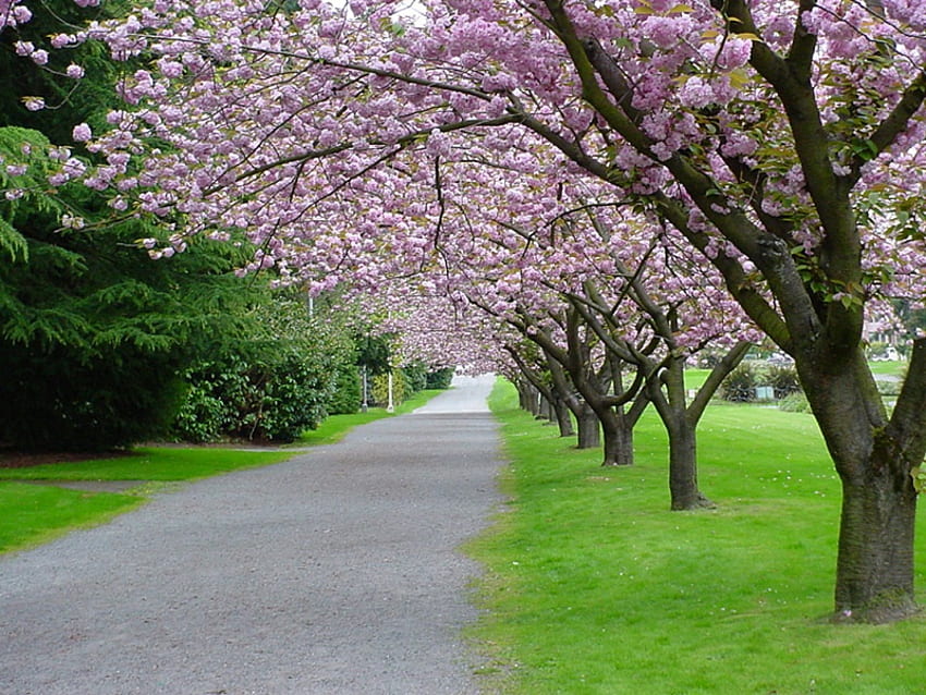 blossom garden, garden, nature, park, blossom HD wallpaper