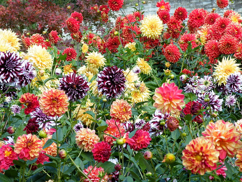 Blumen, hell, mehrfarbig, Dahlien HD-Hintergrundbild