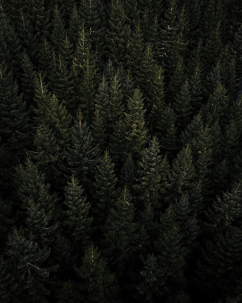 Natura, alberi, pino, vista dall'alto, foresta, aghi Sfondo del telefono HD