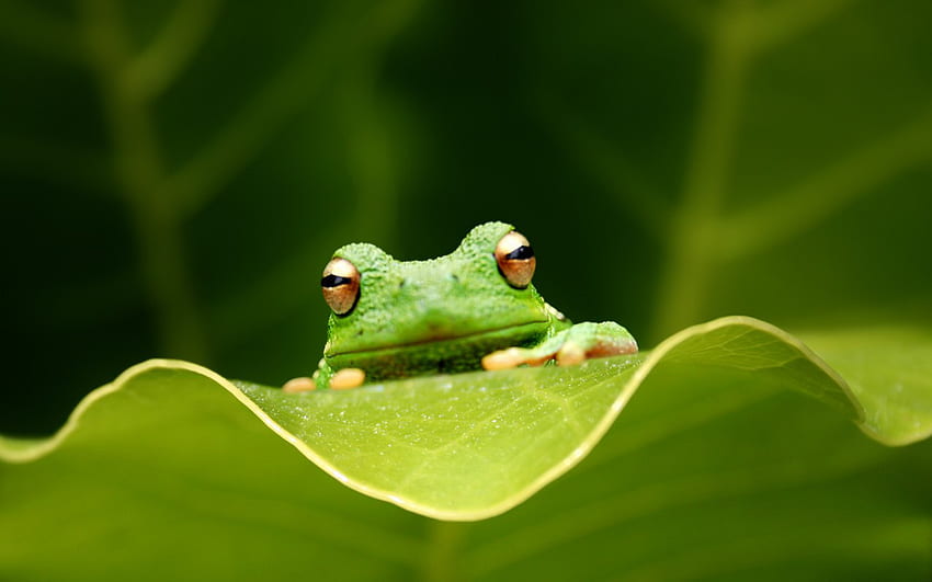 Dlaczego warto dbać o najbardziej zagrożoną grupę zwierząt na świecie — żaby — Jedna zielona planeta, urocza świąteczna żaba Tapeta HD