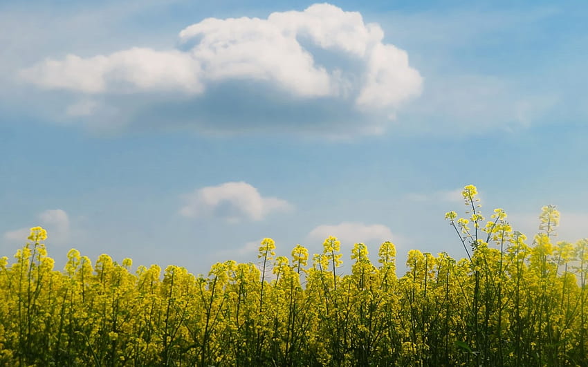 Rapeseed, awan, bunga, ladang, musim semi Wallpaper HD