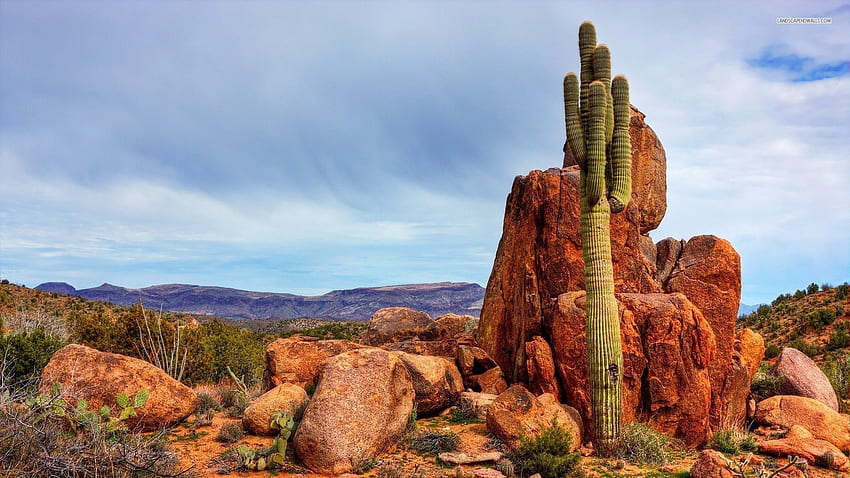 arizona desert cactus. Desert background, Cactus, Arizona sunset, Arizona Desert Landscape HD wallpaper