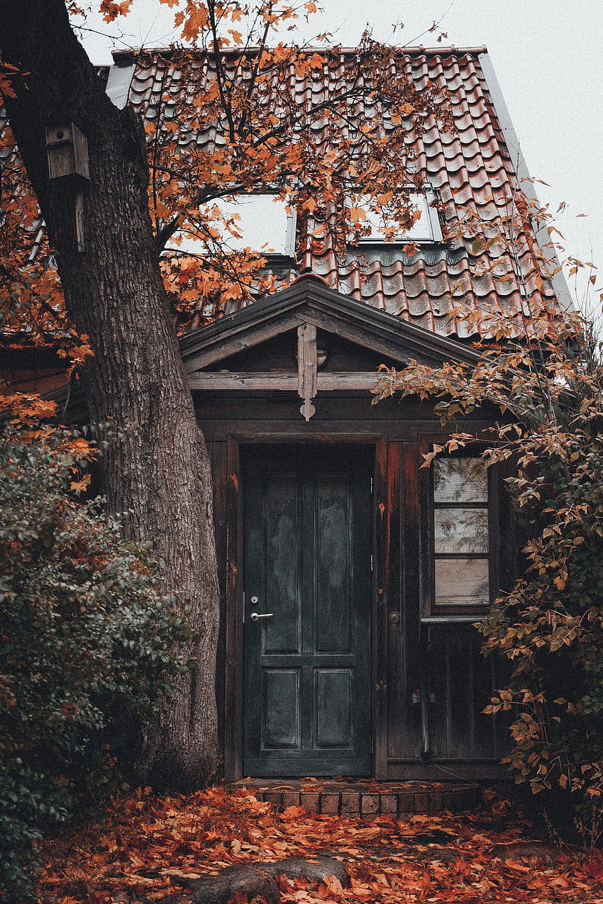Natura, budynek, drewno, drzewo, dom, liście, drzwi Tapeta na telefon HD