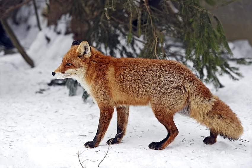 Fox, animla, snow, red, nature HD wallpaper