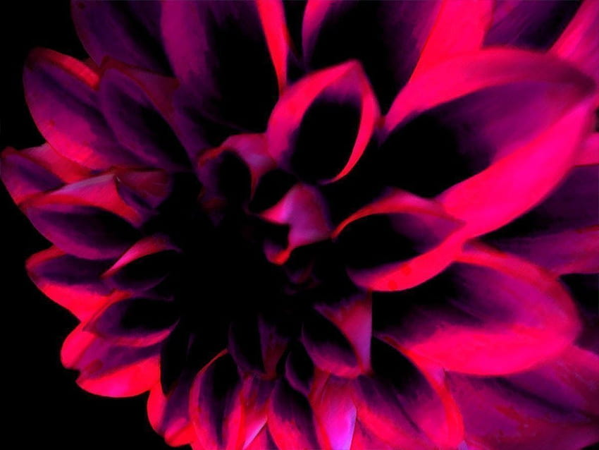 Dark Red Flowers Red Roses, Dark Pink Flower HD wallpaper