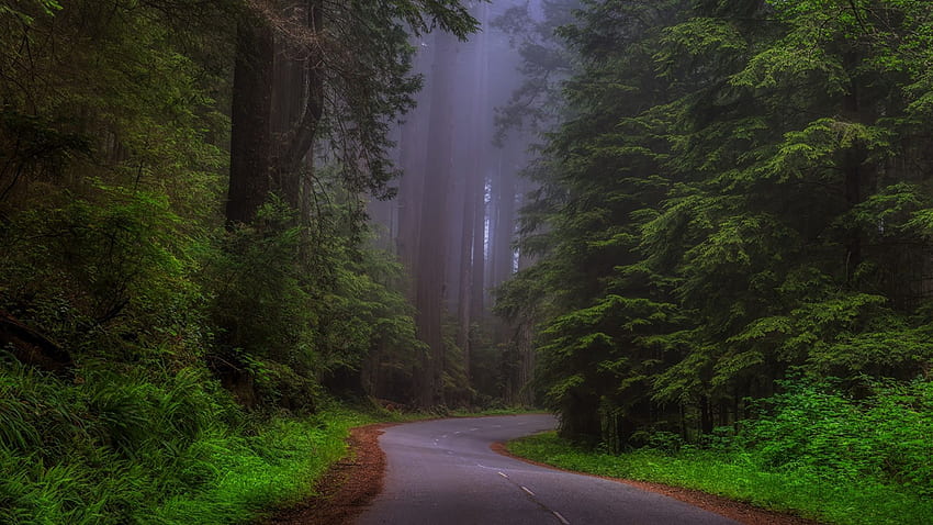 California USA Redwood national Park, Sherwood HD wallpaper | Pxfuel