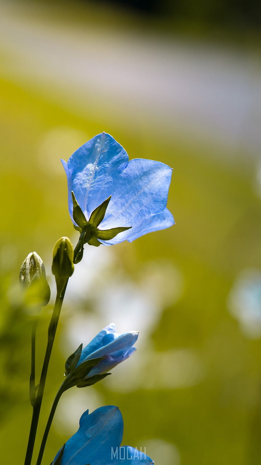 fleur campanule bleu bleu fleur jardin, Xiaomi Redmi Note 3 , . Moka Fond d'écran de téléphone HD