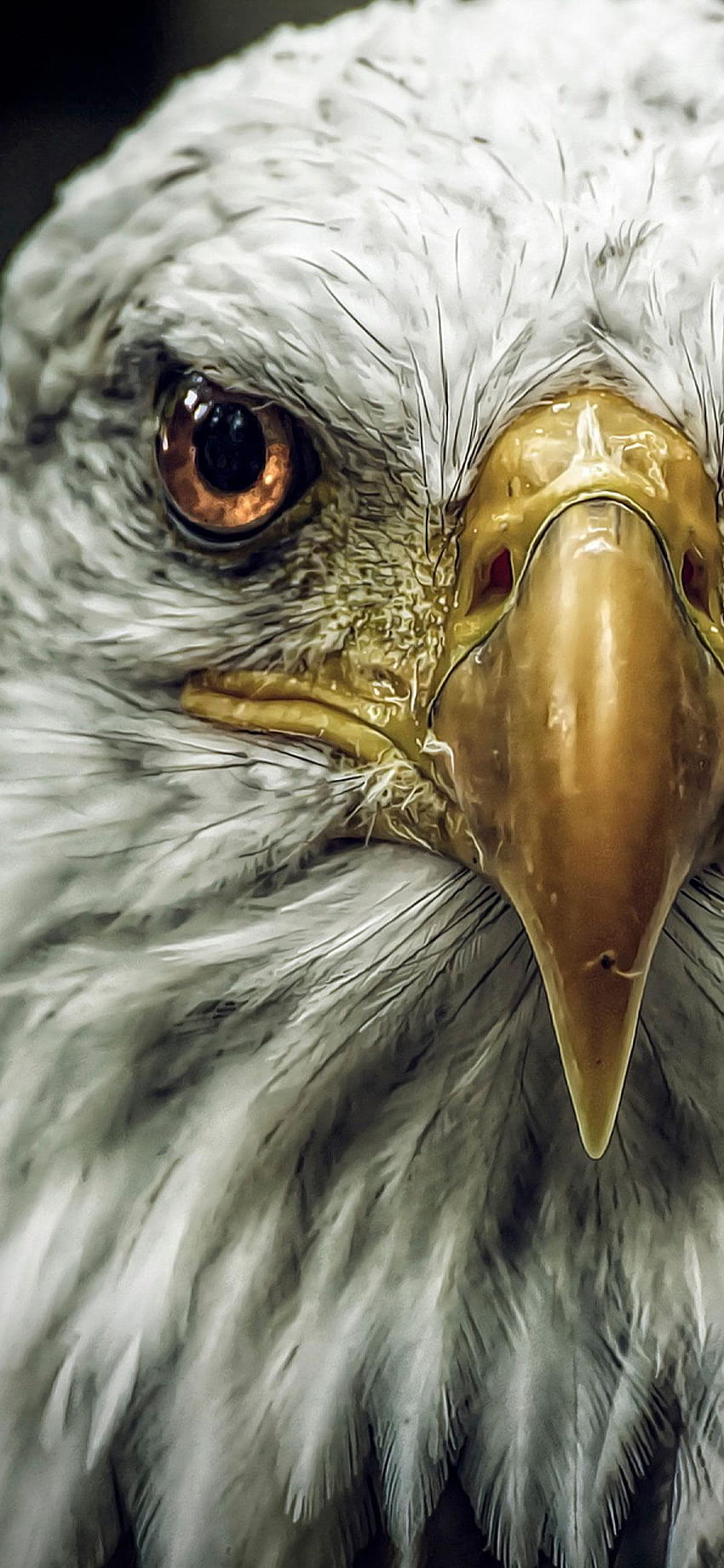 Eagle Eye HD phone wallpaper