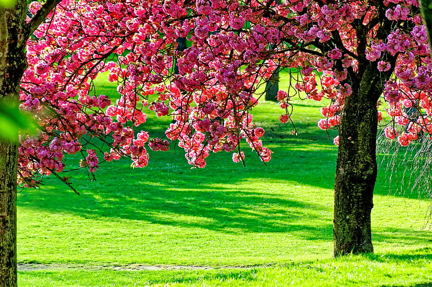 Fleurs de cerisier, parfum, arbre, cerises, jardin, floraison, herbe, beau, parc, fraîcheur, fleurs, fleurs, parfum Fond d'écran HD