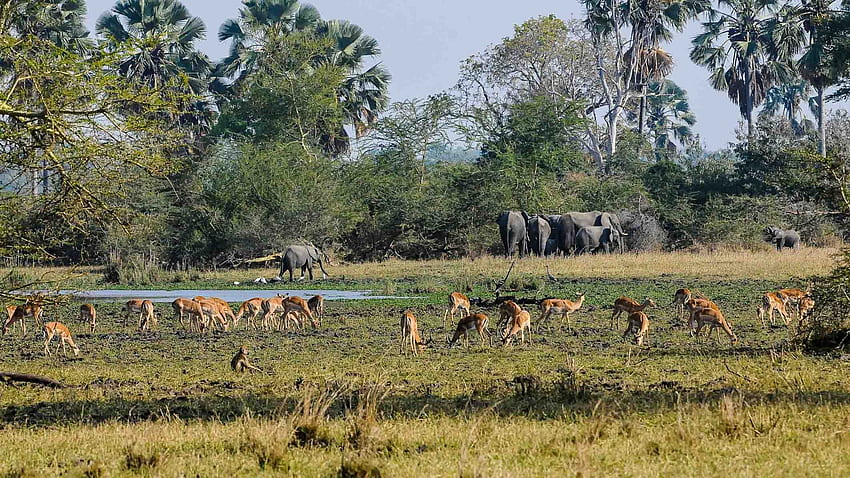 Roaring ahead: Is this park Malawi's next Big Five destination? HD wallpaper