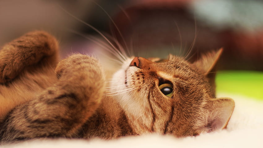 cat, lying, cool cat Laptop Full , Animals , , and Background HD wallpaper