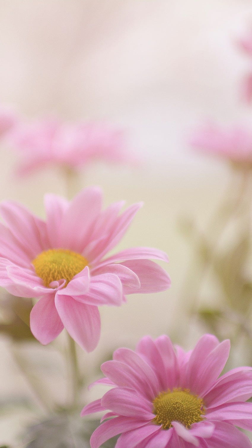 35 Pink Aesthetic Pictures : Daisy Pink Wallpaper iPhone - Idea