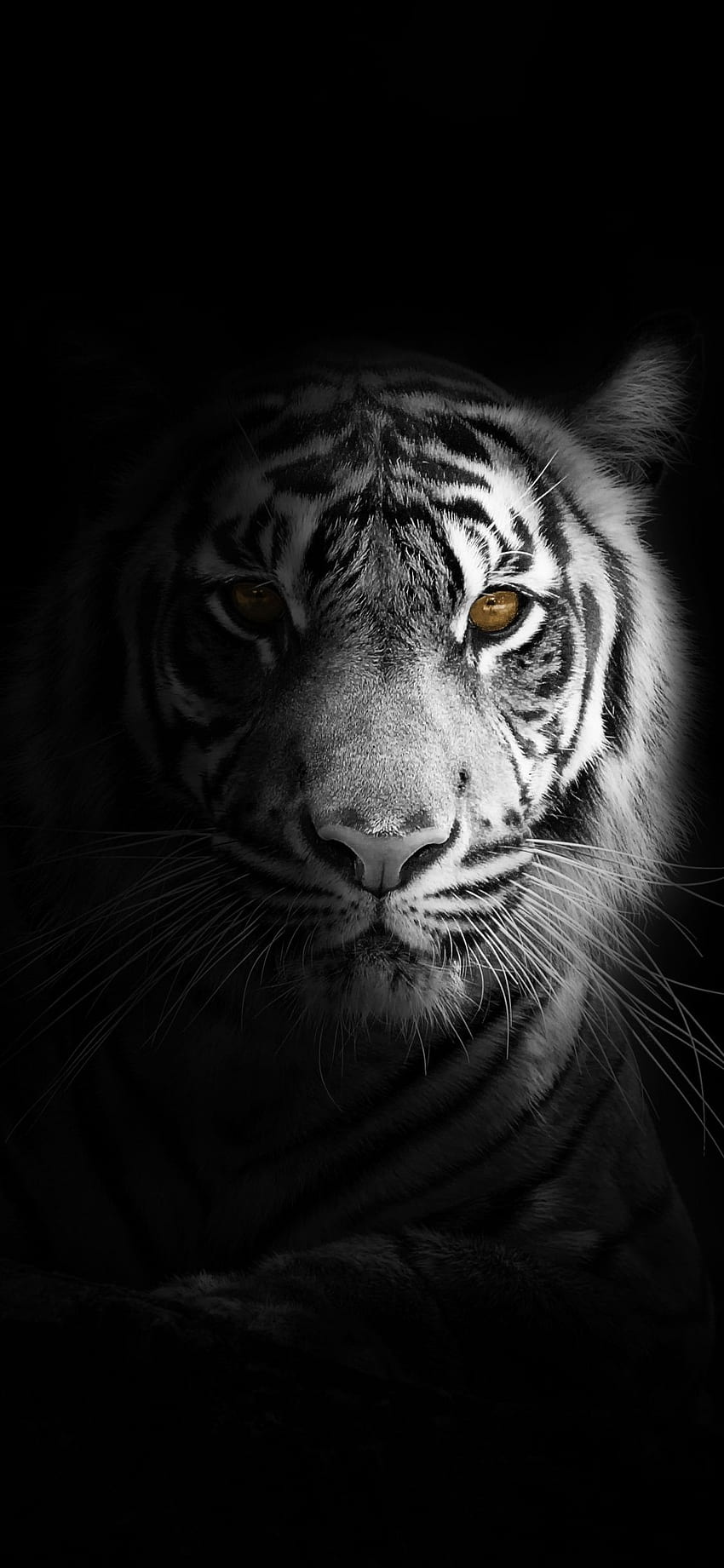retrato, minimalista, tigre blanco, Cool Tiger fondo de pantalla del teléfono