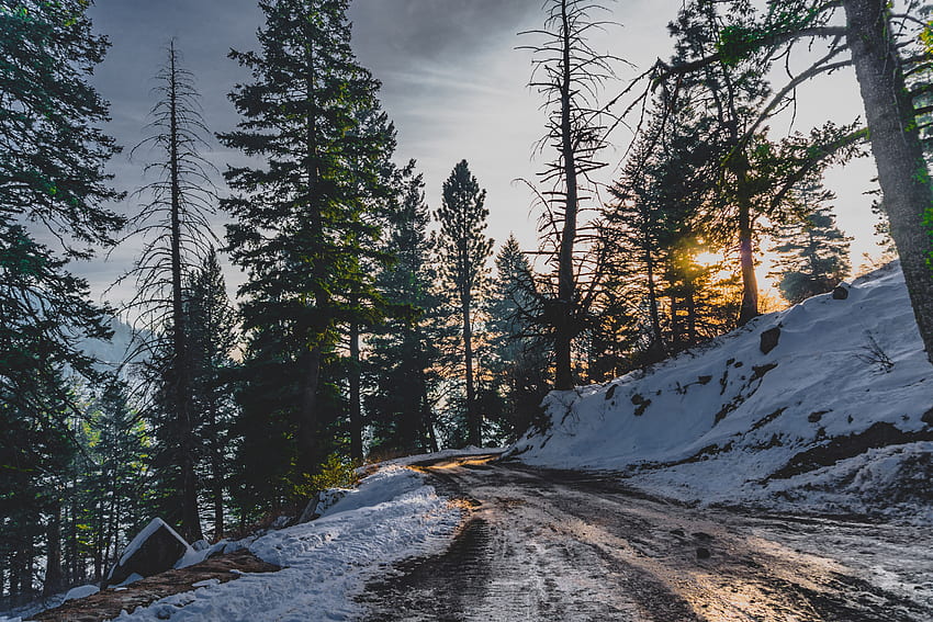 겨울, 자연, 나무, 눈, 도로 HD 월페이퍼