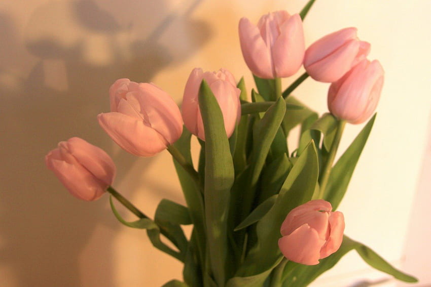 tulipanes, racimo, hojas, flores fondo de pantalla