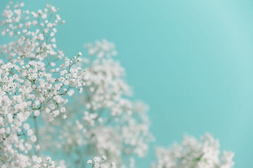 Baby's Breath, On Blue Background By Vera Lair Stocksy United HD wallpaper