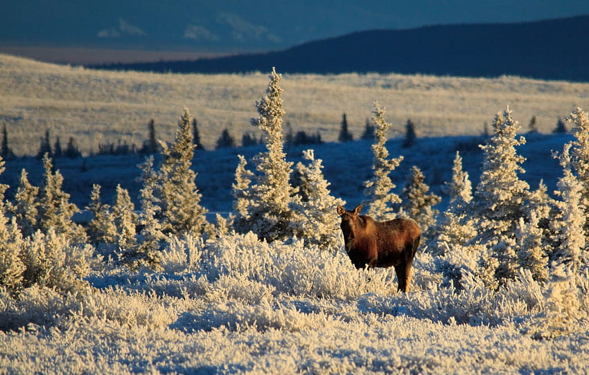 Alasca, inverno, luz solar, prado, vida selvagem, alce, United Staes for, seção животные, Winter Moose papel de parede HD