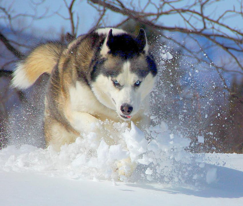 雪の中を走るシベリアン ハスキー、走っている犬、犬ぞり、ハスキー、オオカミ、雪、自然 高画質の壁紙