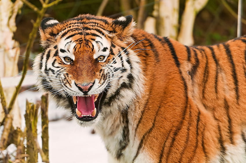 สัตว์ปากกระบอกปืนลายนักล่าแมวตัวใหญ่เสือโคร่ง วอลล์เปเปอร์ HD