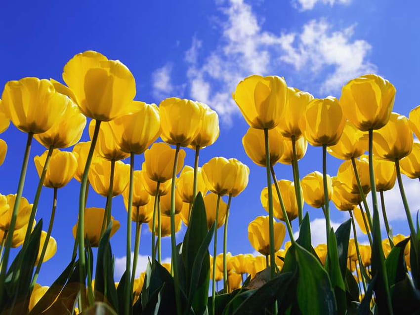 tulipanes fondo de pantalla