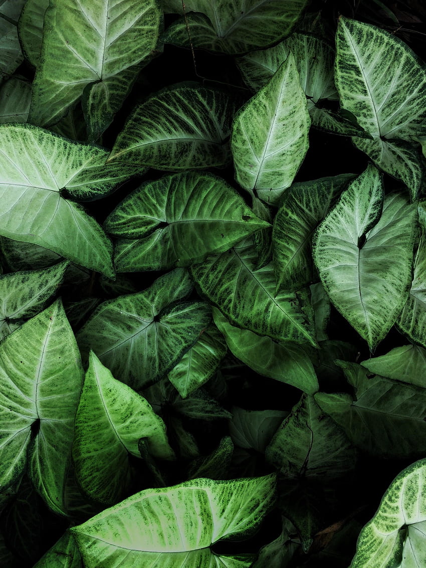 집 식물, 잎 HD 전화 배경 화면
