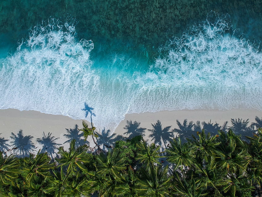 Beautiful beach, aerial view, palm trees, sea HD wallpaper