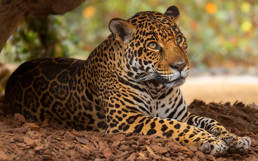 jaguar, wild cat, wildlife, jaguar in nature, wild animals, calm jaguar HD wallpaper