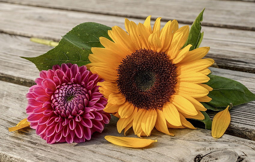 summer, yellow, pink, color, sunflower, garden, solar, Dahlia for , section цветы HD wallpaper