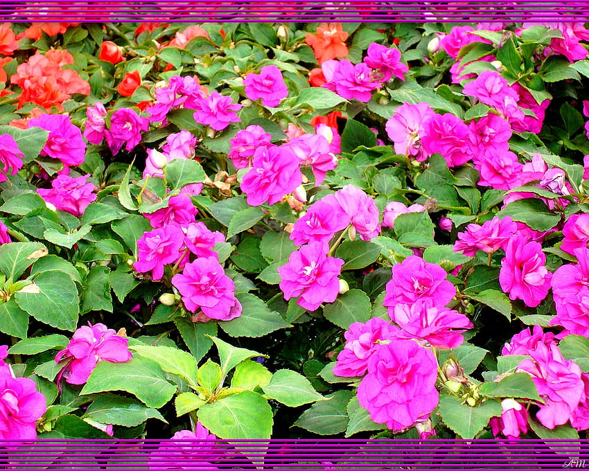 Розово двойно Impatiens, impatien, градина, пролет, разцвет, лято, розово, растение, цвете, графика, цвят HD тапет