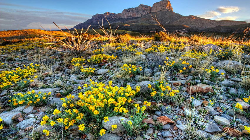 Guadalupe National Park Texas United States Wildflowers In Spring Ultra สำหรับคอมพิวเตอร์ความละเอียดสูงและแล็ปท็อป วอลล์เปเปอร์ HD