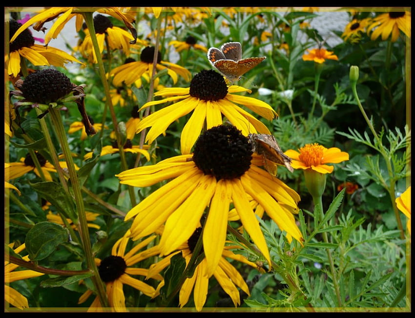Motyle na żółtym Kwiaty, motyle, ogród, kwiaty, nagietki Tapeta HD