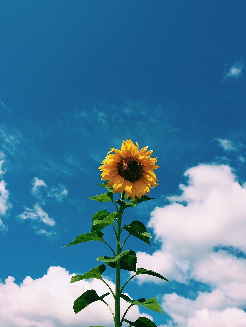 Kunst, Hipster, Vintage, Indie, weicher Grunge, Sonnenblume, blauer Himmel, weiße Wolken, Inspiration. Sonnenblumengrafik, Sonnenblume, Sonnenblume HD-Handy-Hintergrundbild