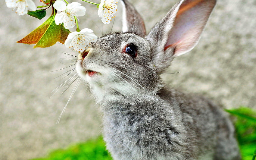 귀여운 토끼, 회색, 수염, 귀, 주둥이, 나뭇가지, 토끼 HD 월페이퍼