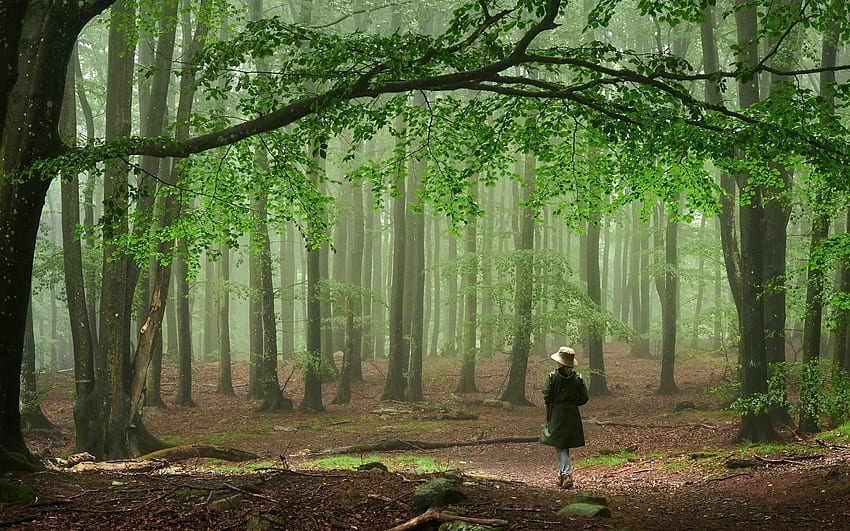 Beech-Wood in the Rain, trees, Sweden, rain, forest HD wallpaper