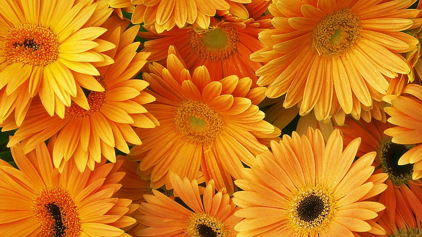 Orange Flower Background - inn.spb.ru - ghibli, Daisy Aesthetic HD wallpaper