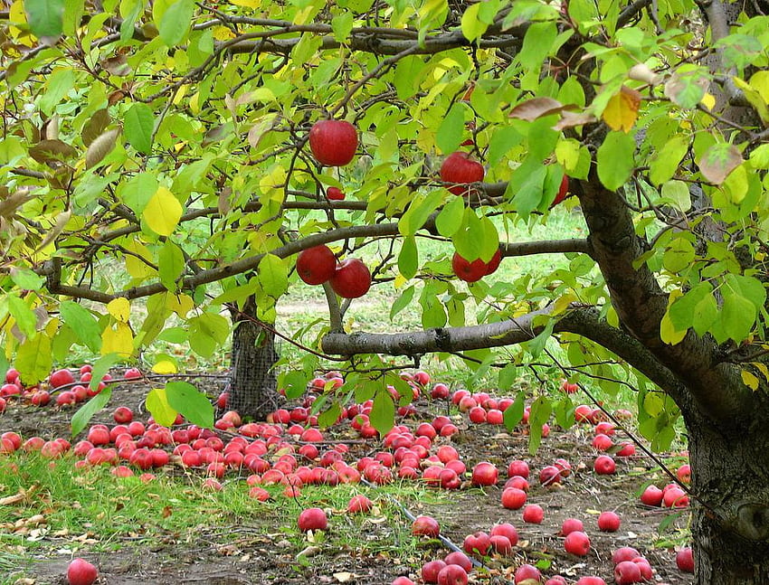 Apple orchard, . F:409470923 HD wallpaper