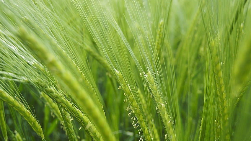 Grass, Cones, Macro, Bright, Field, Spikelets HD wallpaper