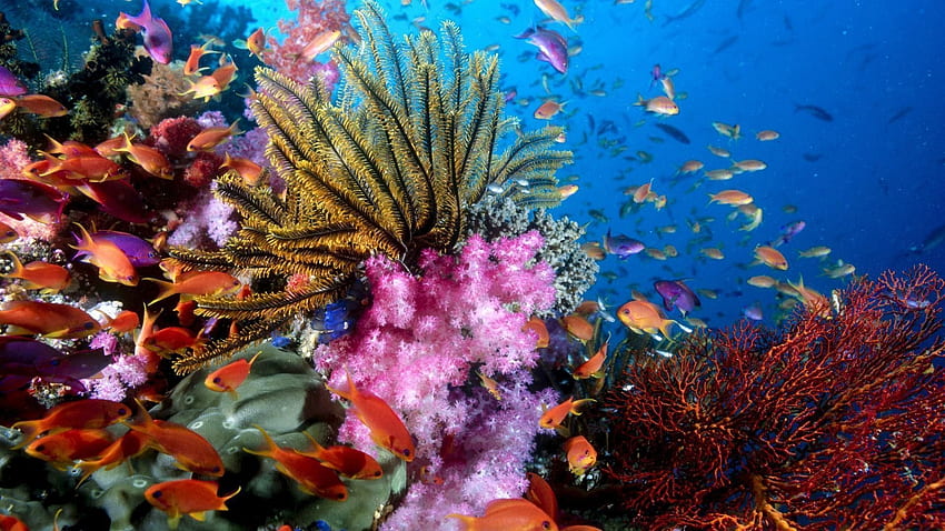 Nuevos arrecifes de coral coloridos FULL para PC. Ecosistema marino, Arrecifes de coral, de peces, Cool Coral Reef fondo de pantalla