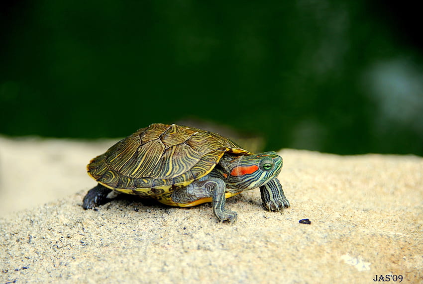 Animals, Head, Paws, Carapace, Shell, Turtle HD wallpaper