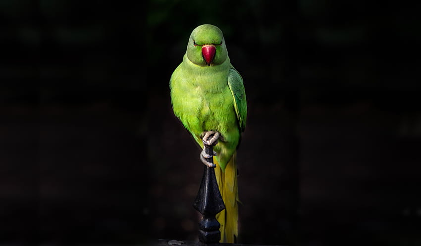 Pappagallo, verde, uccello, seduto, ritratto Sfondo HD
