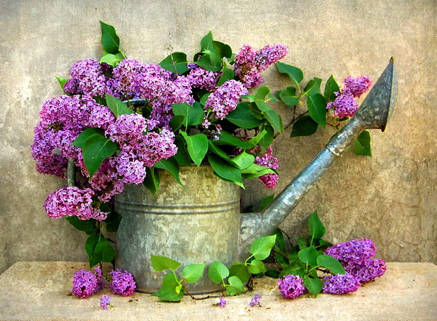 Watering can, purple, green leaves, lilacs, metal, flowers HD wallpaper