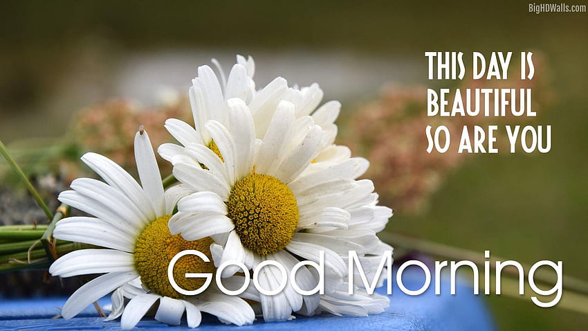 Beautiful Flower Good Morning - Blogs Nature HD wallpaper