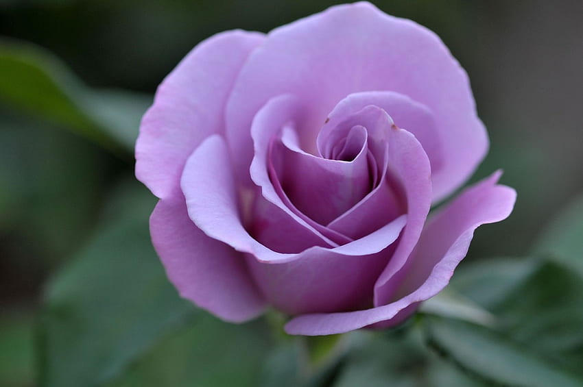 Rosa malva, fiori, rose Sfondo HD