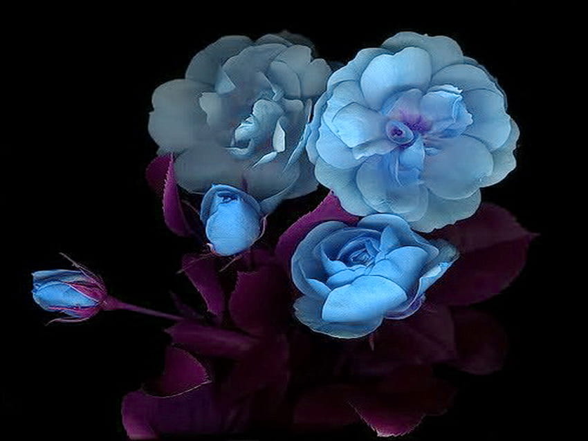 Tedisoo (Tam) için mavi, mor, renk tonu, siyah arka plan, ışık, çiçekler HD duvar kağıdı