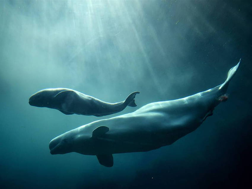 Beluga Whale, Cool Beluga HD wallpaper