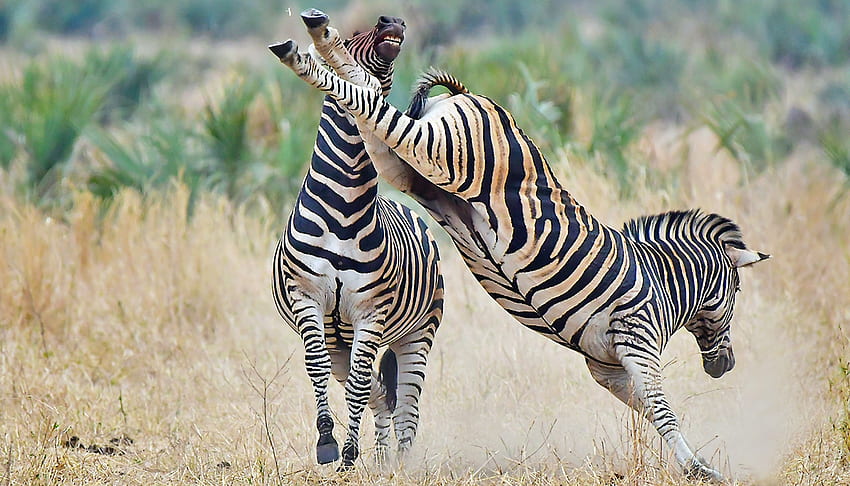 Zebra, hewan, afrika, kuda Wallpaper HD