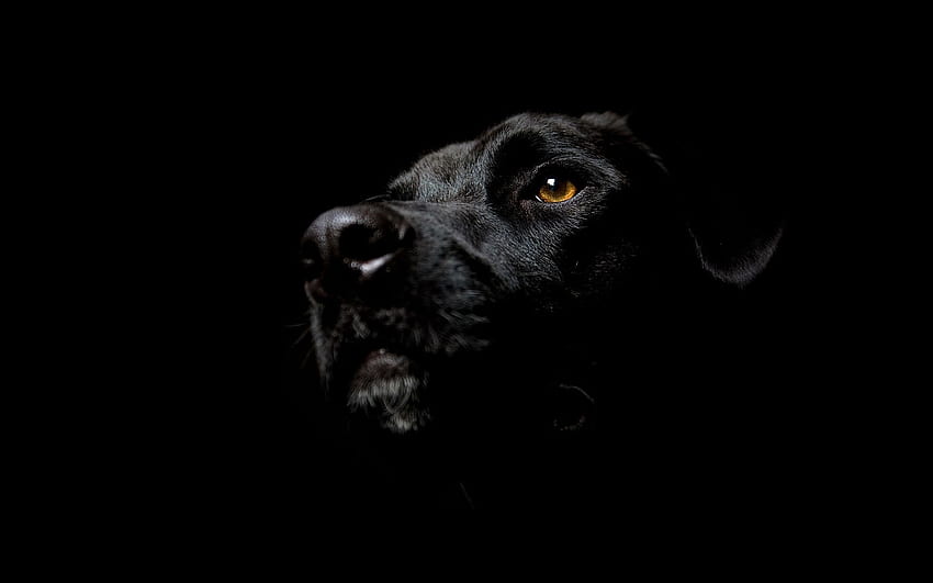 Escuro, Cachorro, Fundo Escuro papel de parede HD